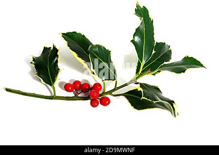 Variegated holly with red berries taken in studio (not cut out), UK Stock Photo