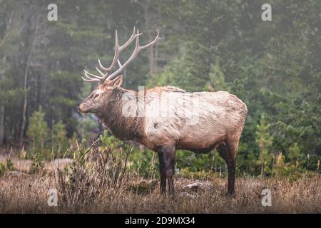 Portrait of a large bull elk (Cervus canadensis) in the Rocky Mountains with the first snow fall of the season Stock Photo