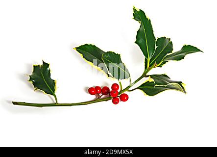 Variegated holly with red berries taken in studio (not cut out), UK Stock Photo