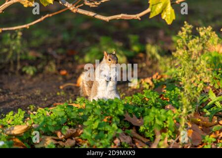 Eastern Gray Squirrel among autumn plants on the ground in a park in London, UK. Sciurus carolinensis, grey squirrel with dirty fur. Green leaves Stock Photo