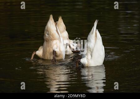 Three white mute swans diving in the dark lake with their legs and tails up. Reflection of the birds in water. Stock Photo