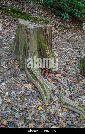 An old weathered tree stump along the trail on a hill in the mountains covered with moss and surrounded by the fallen autumn leaves Stock Photo