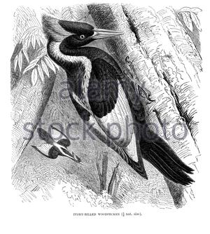Ivory Billed Woodpecker, vintage illustration from 1894 Stock Photo
