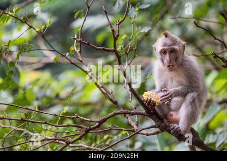 cute little baby monkeys in the monkey forest of Ubud in Indonesia Stock Photo