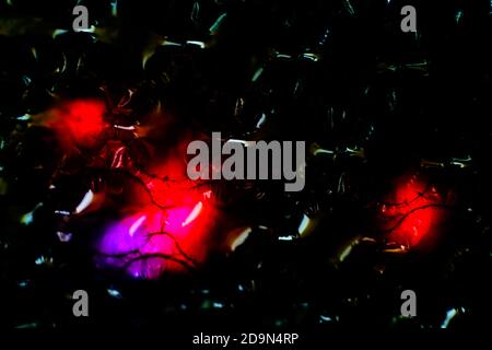 abstract background created with a colorful image through a sheet of plastic bubble wrap Stock Photo