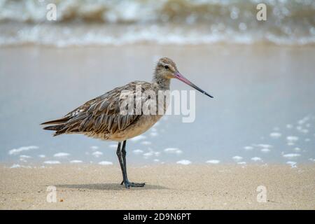 Bar-tailed Godwit  Limosa lapponica Cains, Queensland, Australia 31 October 2019       Adult in winter plumage.       Scolopacidae Stock Photo