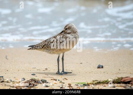 Bar-tailed Godwit  Limosa lapponica Cains, Queensland, Australia 31 October 2019       Adult in winter plumage.       Scolopacidae Stock Photo