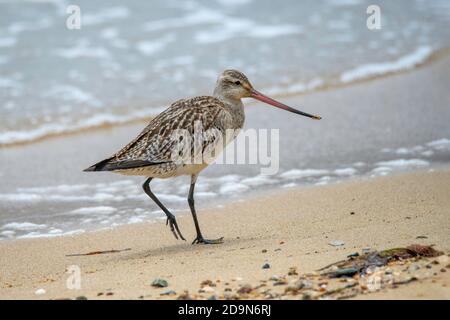 Bar-tailed Godwit  Limosa lapponica Cains, Queensland, Australia 31 October 2019       Adult in winter plumage.       Scolopacidae Stock Photo