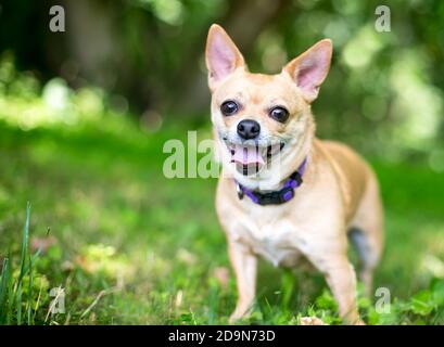A small Chihuahua dog standing outdoors with a happy expression