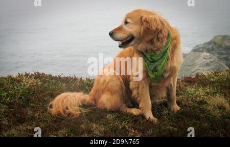 Picture of TallantImages Dog, Dogs Casey Witless Bay Stock Photo - Alamy