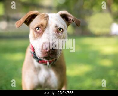 A red Catahoula Leopard Dog x Retriever mixed breed dog wearing a red collar outdoors Stock Photo