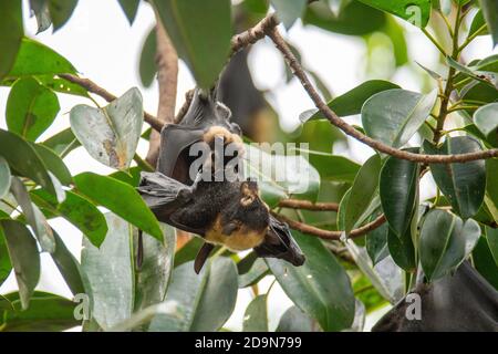 Spectacled Flying Fox  Pteropus conspicillatus Cains, Queensland, Australia 30 October 2019      Adult and immature       Pteropodidae Stock Photo