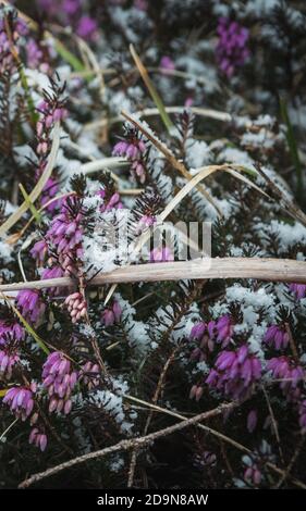 Purple snow covered cabbage plant in the mountain close up Stock Photo