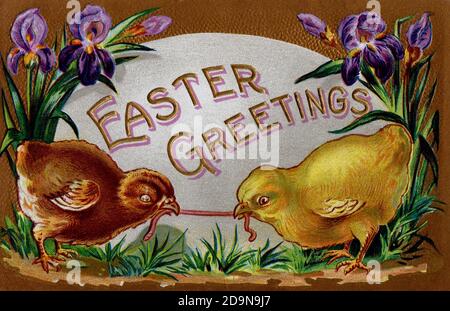 'Easter Greetings' vintage postcard circa 1910 of 2 chicks pulling a worm by purple Stock Photo