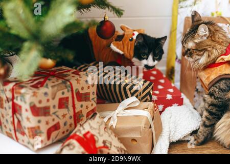 Two cats in cute reindeer costumes sitting at stylish gift boxes under christmas tree. Adorable cats dressed in festive deer clothes, relaxing in room Stock Photo