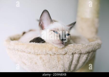 A 14-week old Lilac Point Siamese kitten laying in a cat hammock and looking out Stock Photo