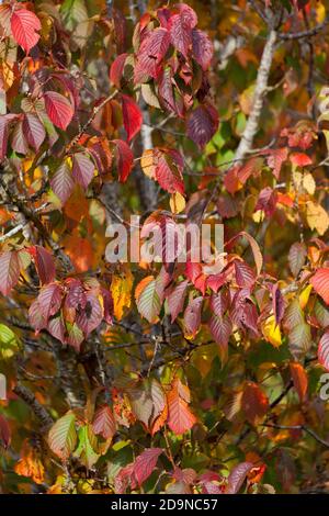 Autumn colours, Prunus tree leaves Autumn colours. Stock Photo