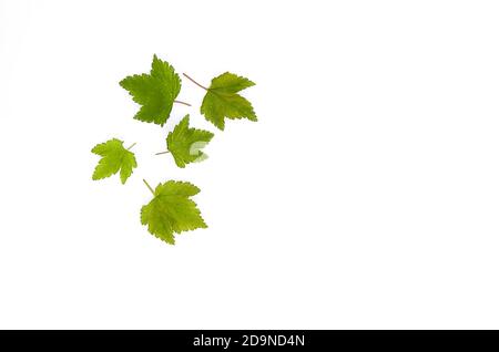 Black currant fresh green leaves set on white background. Stock Photo