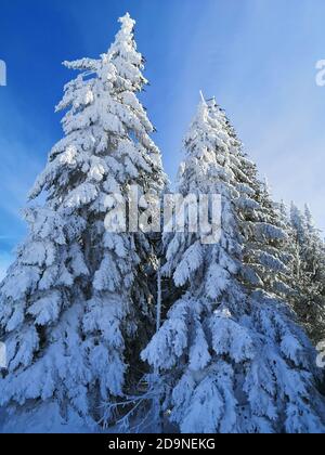 Winter day in the Hochficht ski area in the Bohemian Forest Stock Photo