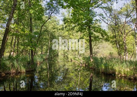 Canal in the Weeribben-Wieden National Park, Netherlands Stock Photo