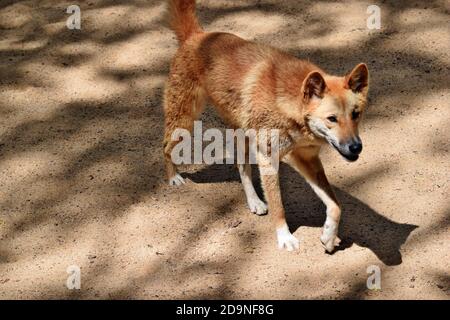 Land van staatsburgerschap Wiegen Ruim Australian dog dingo (Canis dingo) is lying on the sand in Queensland  Australia Stock Photo - Alamy