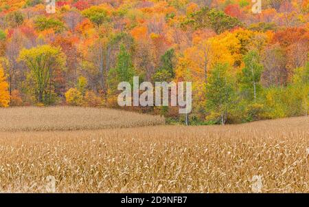 Standing corn and beautiful fall colors in northern Wisconsin. Stock Photo