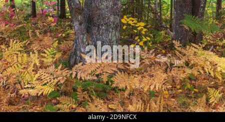 Autumn bracken ferns on the forest floor in northern Wisconsin. Stock Photo