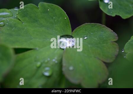 Drops of water on a plant Stock Photo