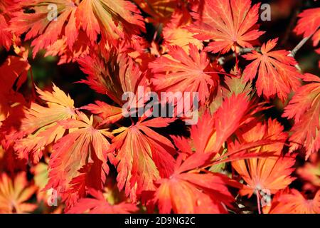 A close up of of a Japanese maple leaves which are turning red in the autumnal sunshine Stock Photo