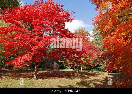 Japanese maple in bold autumn colours Stock Photo