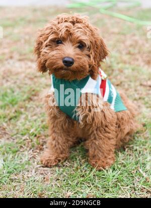 Adorable brown labradoodle puppy on the grass Stock Photo