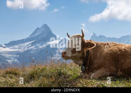 Switzerland, Canton Bern, Bernese Oberland, Grindelwald, Alp Baach, cow grazes on pasture, in the background Lauteraarhorn, Schreckhorn, Finsteraarhorn Stock Photo
