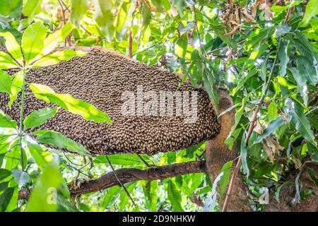 Many bees live in a nest on a tree in a natural forest with a large nest. Stock Photo