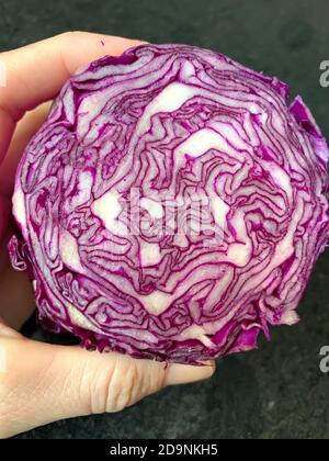Holding a red cabbage cut in half Stock Photo