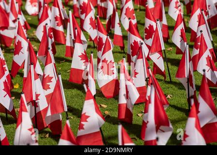 Toronto, Canada. 6 November 2020. Canadian flags on display at the front lawn of the Manulife Building on Bloor Street in Toronto ahead of Remembrance Day, November 11, in remembering and honouring Canada's fallen heroes.  Dominic Chan/EXimages Stock Photo