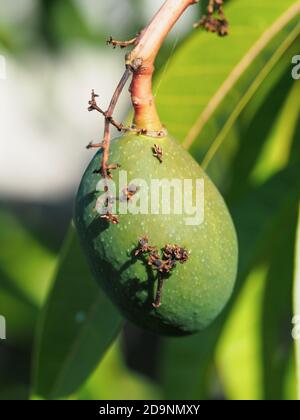 Mangoes Australia, A young green mango, not yet fully grown or ripe hanging down from the mango tree, Australian coastal su tropical garden Stock Photo