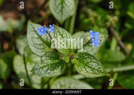 Caucasian forget-me-nots (Brunnera macrophylla), blooming, garden plant, Bavaria, Germany Stock Photo
