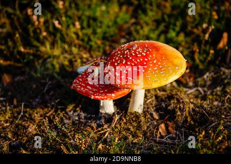 Haltern am See, Muensterland, North Rhine-Westphalia, Germany - Toadstools in the heather, Westruper Heide. Stock Photo