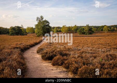 Haltern am See, Muensterland, North Rhine-Westphalia, Germany - Westruper Heide, a young couple with a dog walks hand in hand on a path through the heather, the Hohe Mark Steig hiking trail is 158 kilometers long and connects the Ruhr area, Muensterland and Lower Rhine.
