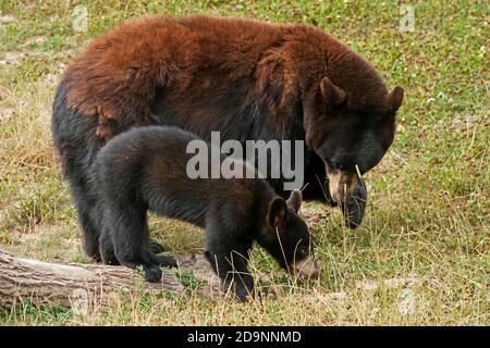 Black bear (Ursus americanus), mother with cub Stock Photo