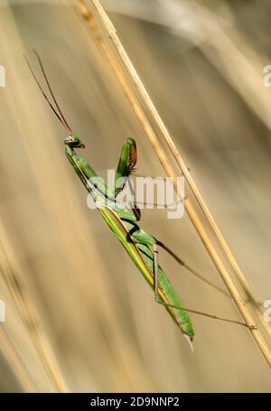 European praying mantis (Mantis religiosa), family of mantis (Mantidae), Valais, Switzerland Stock Photo