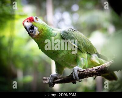 Red and green parrot hanging on a branch of tree in Costa Rican park Stock Photo