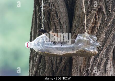 feeders and drinkers for birds made with recycled plastic bottles Stock Photo