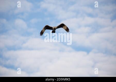 Osprey (Pandion haliaetus) in flight, Finland Stock Photo