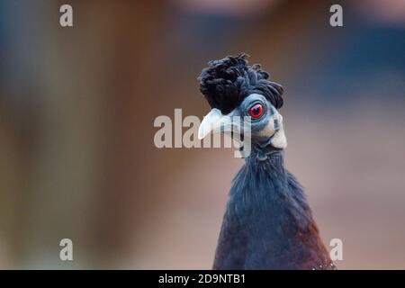 Crested Guineafowl (Guttera pucherani) portrait, uMkhuze Game Reserve, South Africa Stock Photo