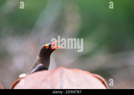 Red-billed Oxpecker (Buphagus erythrorynchus) sitting on Impala thermo-regulating, uMkhuze Game Reserve, South Africa