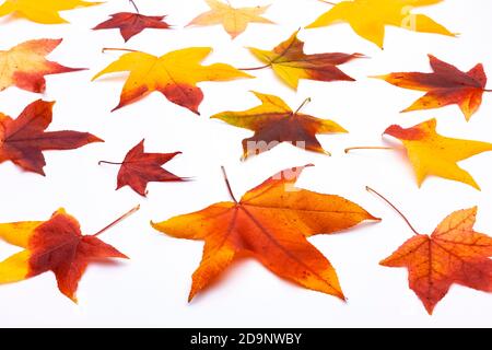 Colorful autumn leaves on a white background Stock Photo