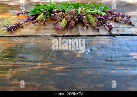 A fan of sprigs of blooming basil with parsley on a wooden tabletop. Stock Photo