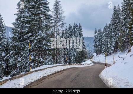 road in the woods between snow covered trees, mountain road, valles pass, trento, trentino alto adige, italy, europe Stock Photo