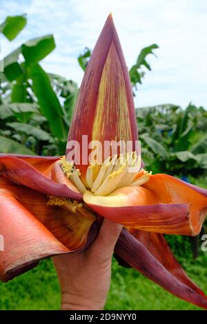 Costa Rica Arenal Volcano and La Fortuna - Banana Flower or Banana blossom or Banana hearts Stock Photo